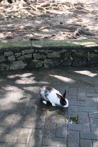Random bunny in park